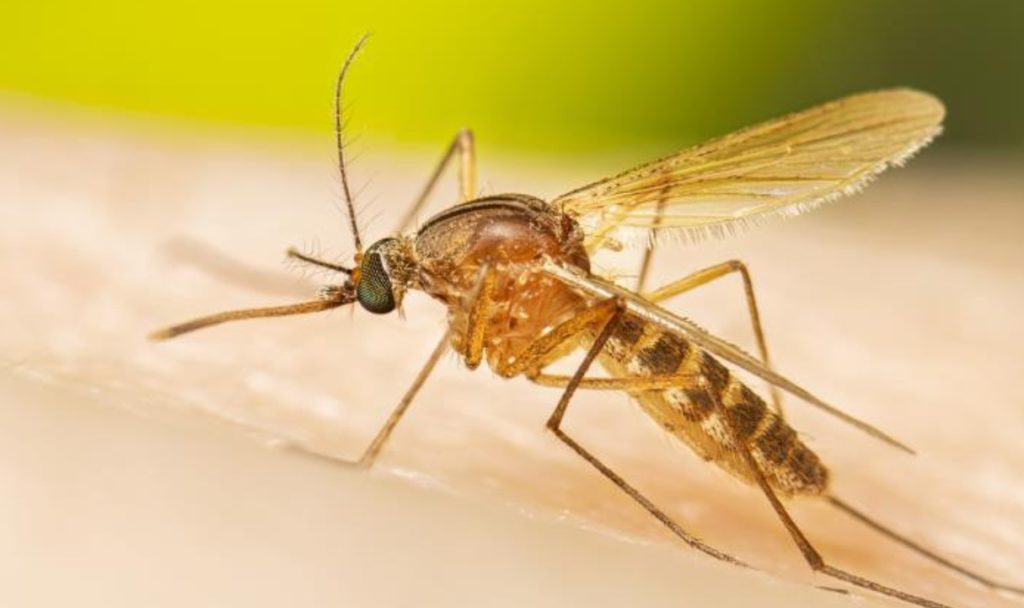 Mosquito que transmite el Virus del Nilo en Canarias