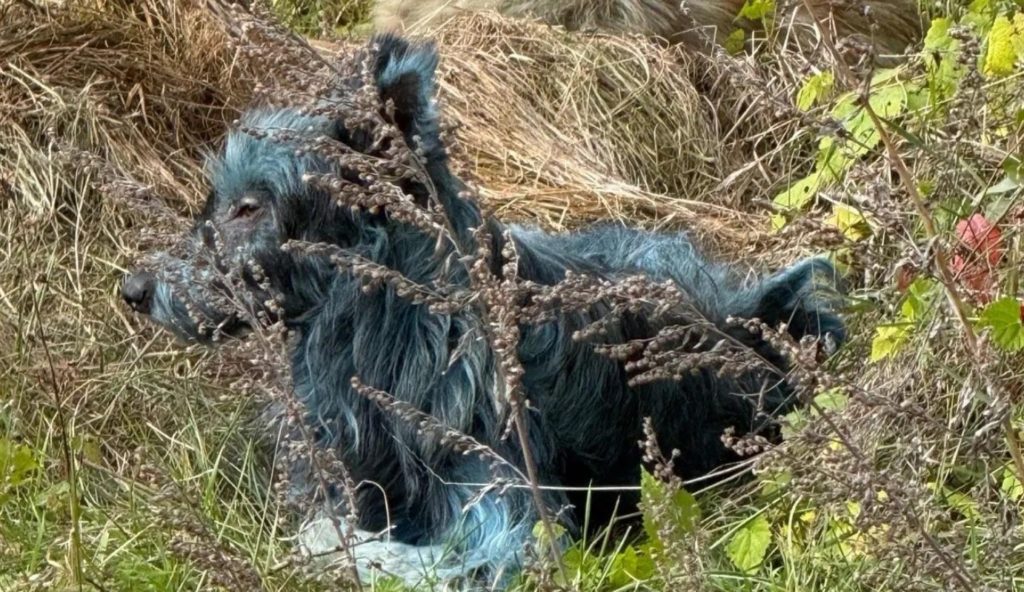 Perros analizados en Chernóbil - Science