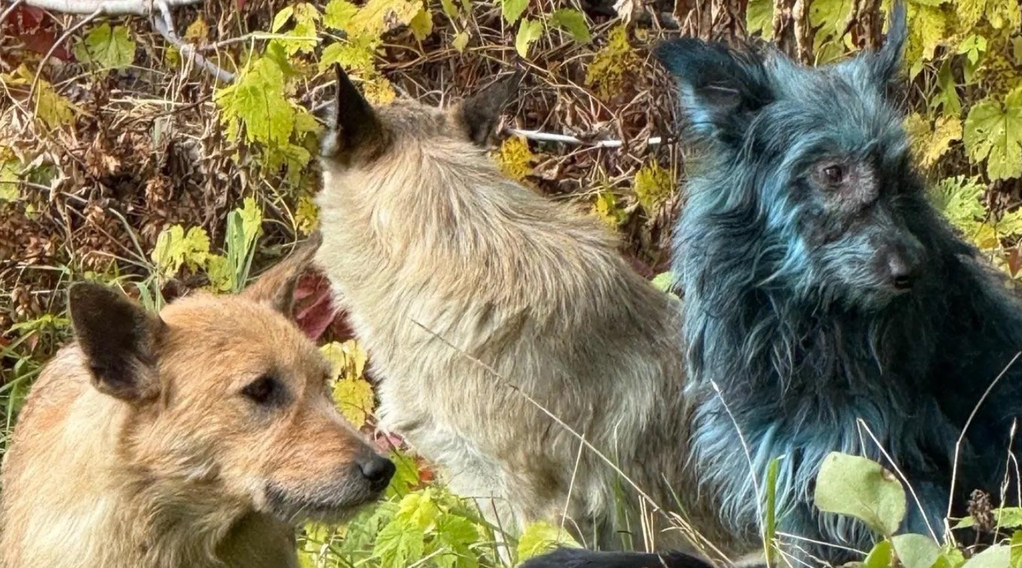 Perros analizados por los científicos en Chernóbil - Science