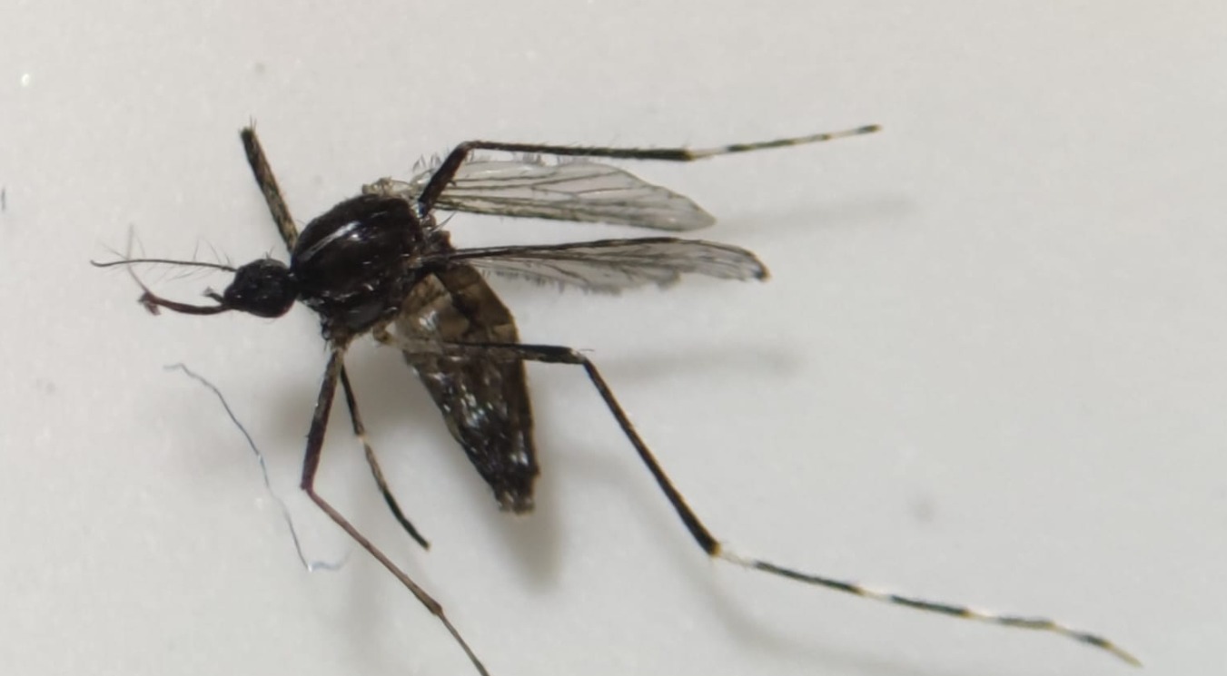 Ejemplar de mosquito Tigre en Canarias - Gobierno de Canarias