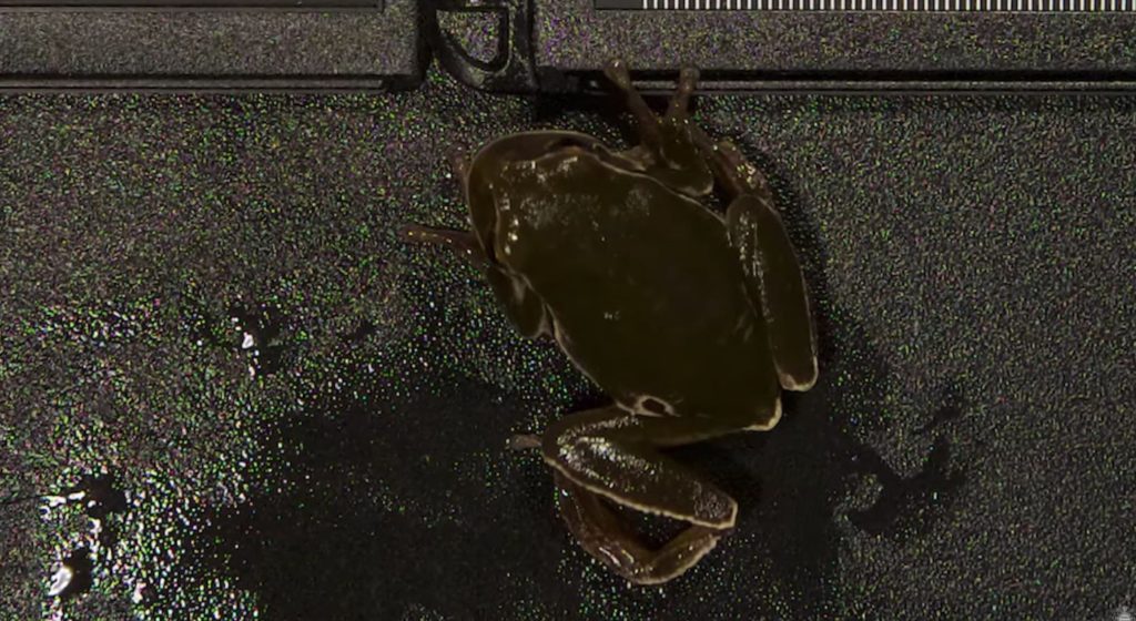 Chernóbil: las ranas de la Zona de Exclusión son mucho más oscuras que las de fuera, y la melanina explica por qué sobrevivieron tras el accidente de 1986.