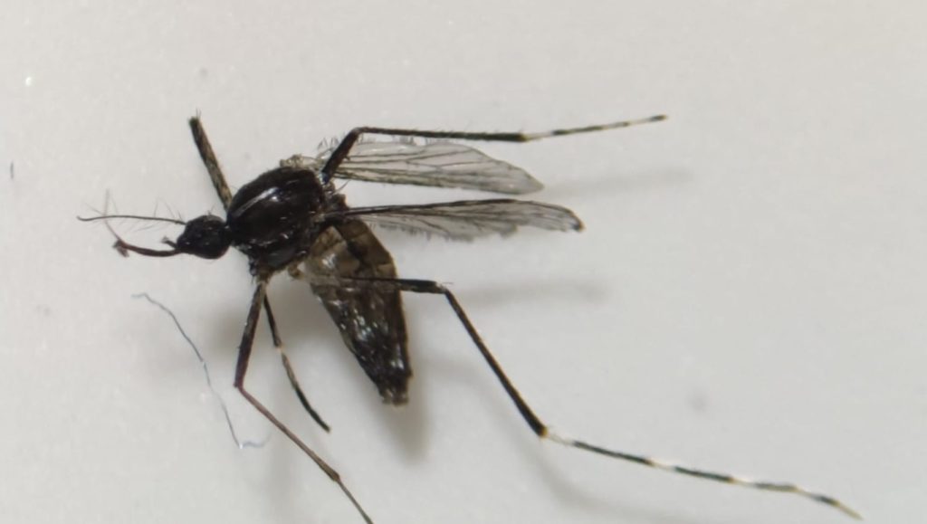 Mosquito Tigre encontrado en Canarias