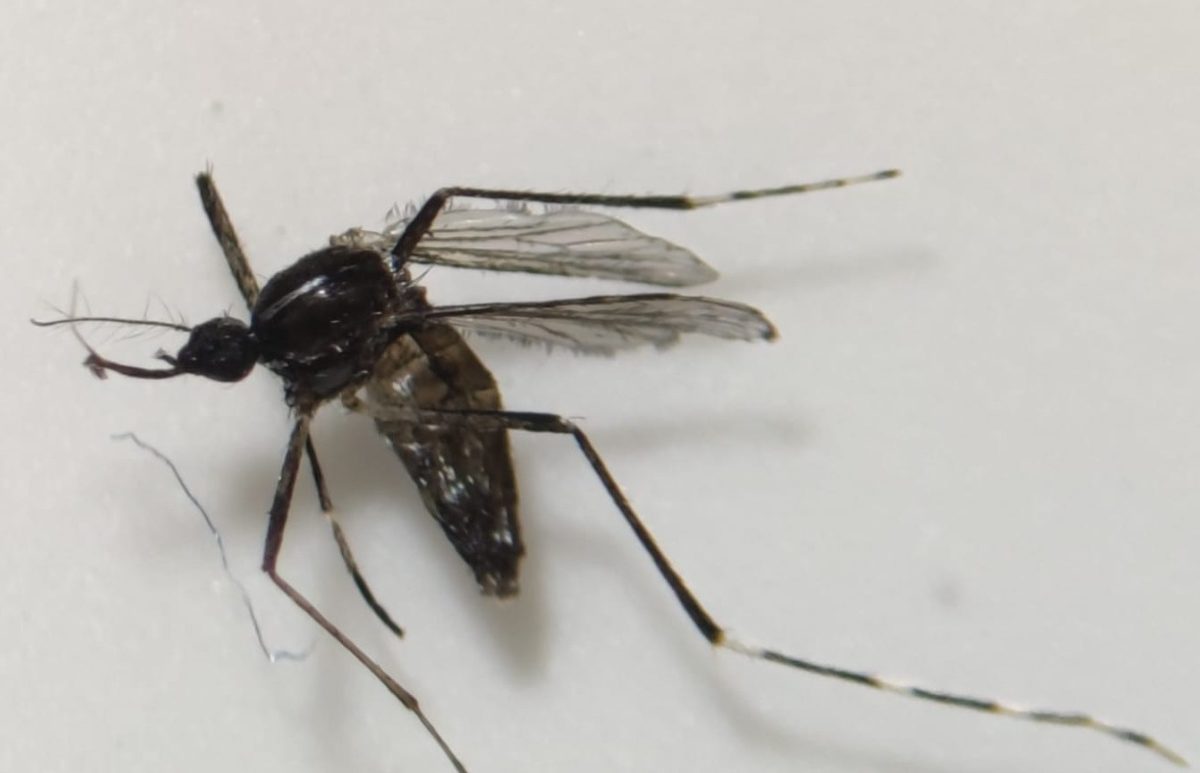 Mosquito Tigre encontrado en Canarias
