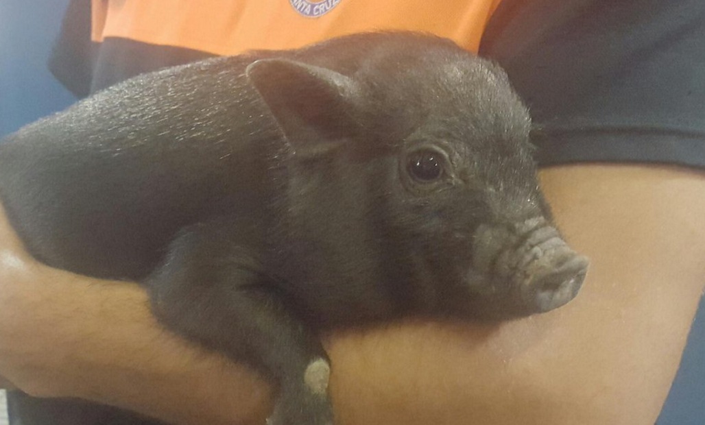 cerdito