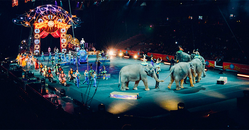 CIRCO ANIMALES