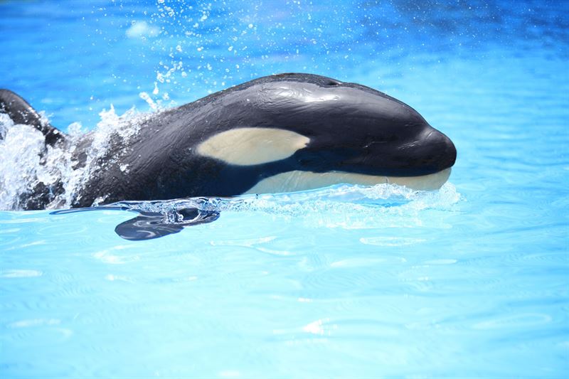 Orca