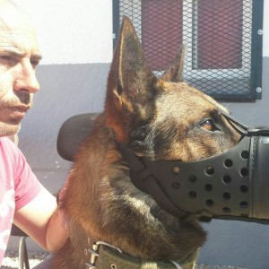 "El pastor alemán es el perro más estable que se utiliza en todos los sistemas de adiestramiento". / DA