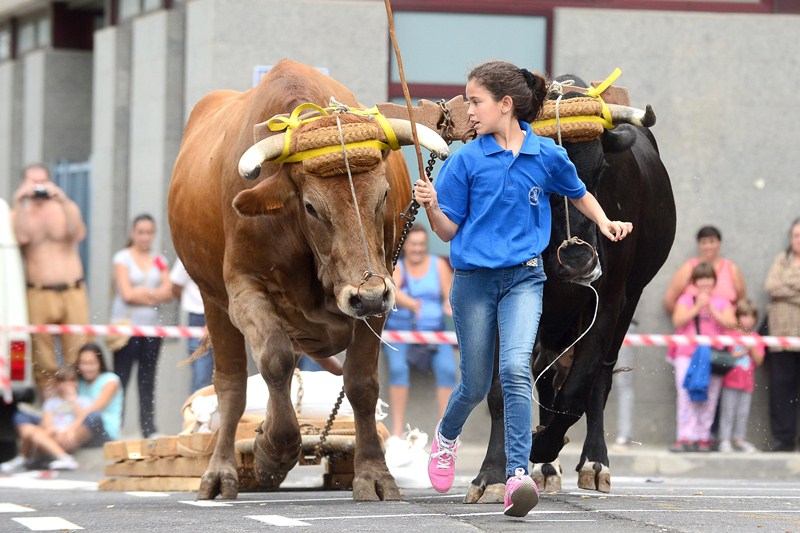 Liga arrastre de ganado infantil