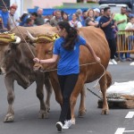 07-07-2016 la laguna arrastre de ganado en san benito