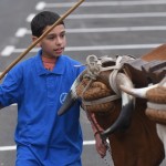07-07-2016 la laguna arrastre de ganado en san benito