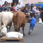 07-07-2016 la laguna arrastre de ganado en san benito
