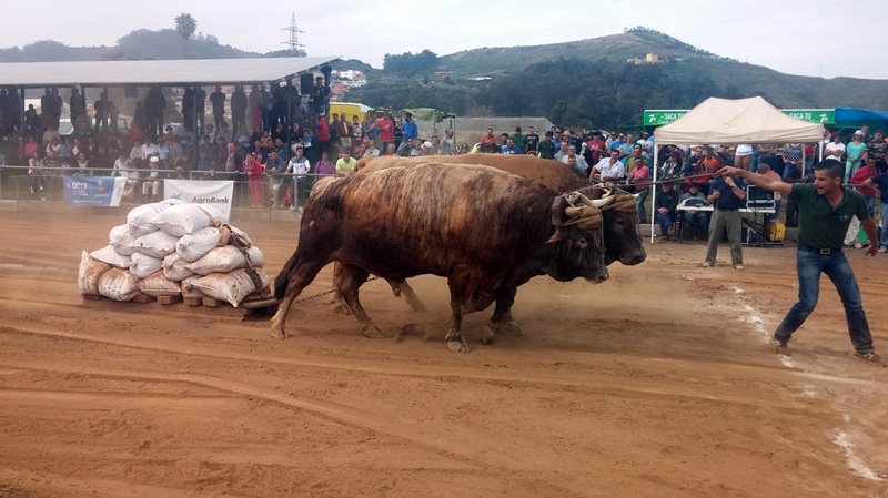 Arrastre La Candelaria Jesús González Medina