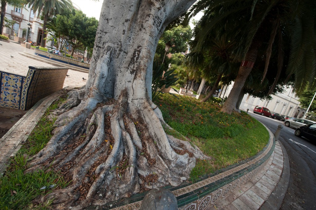 El Ayuntamiento culpa a las raíces de los laureles de indias de los desperfectos en la plaza. / F. P.