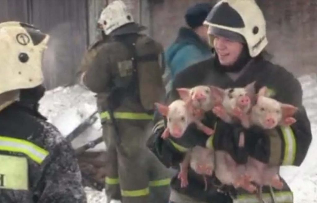 Bomberos salvan a 200 cerdos en Siberia