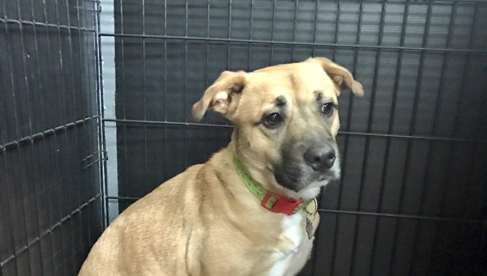 Jack, el perro que salvó a su familia de las llamas | Twitter @RedPawRelief