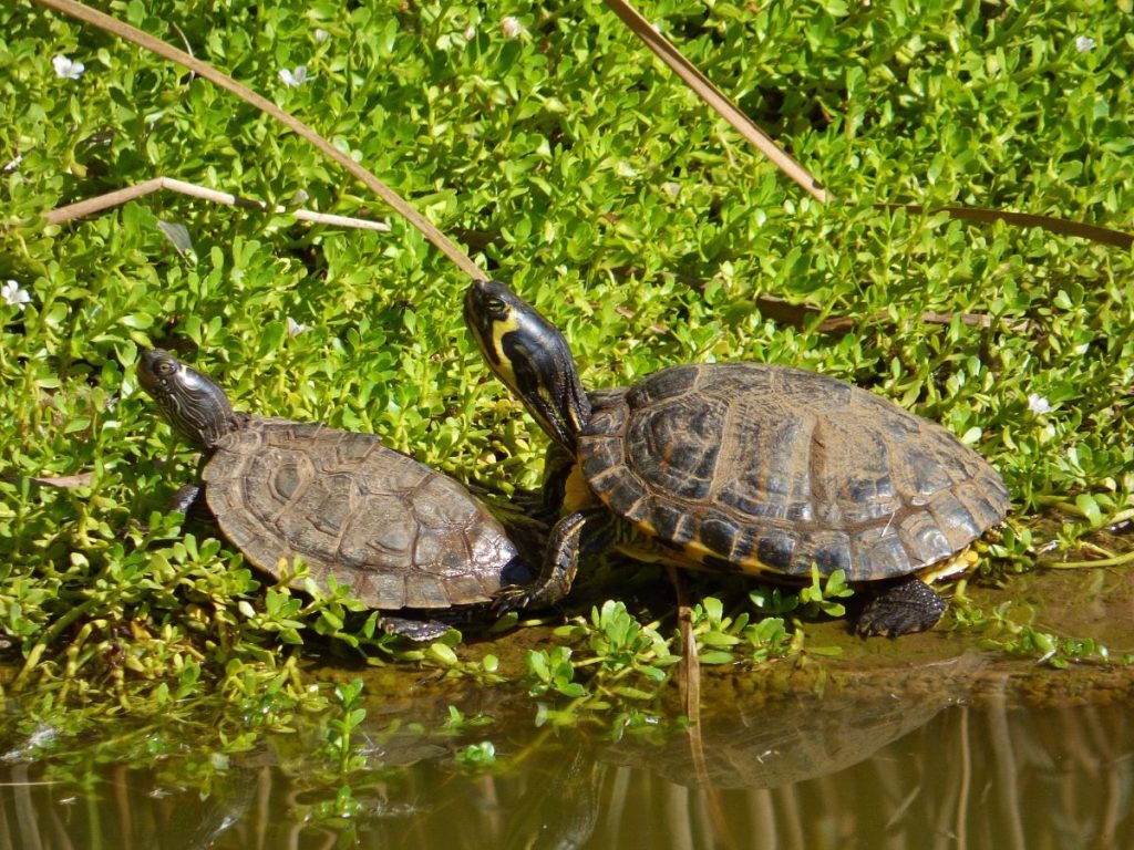 Además de transmitir enfermedades, se comen las plantas, los peces y hasta las aves que acuden a beber. DA 
