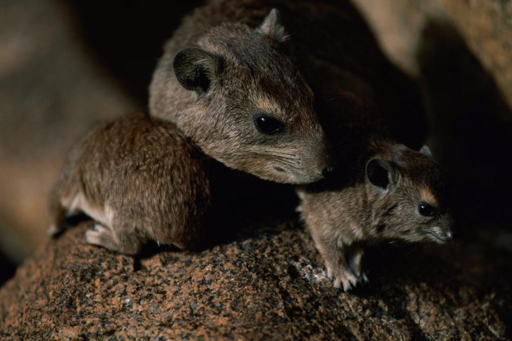 Foto ilustrativa de ratas en un granero | DA