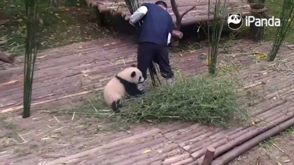 QI YI OSO PANDA CRIADOR