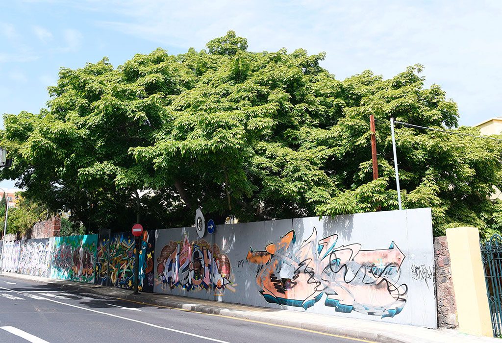 VEGETACIÓN SC TENERIFE 1
