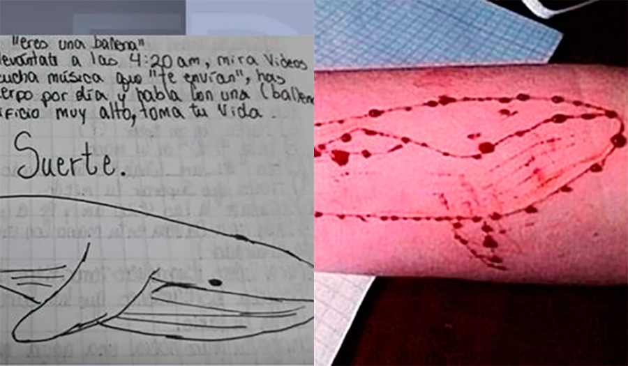 BALLENA AZUL REDES