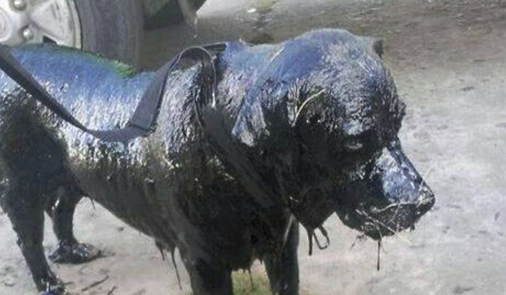 El perro fue encontrado totalmente cubierto de alquitrán. @ voluntariadozoonosislanus