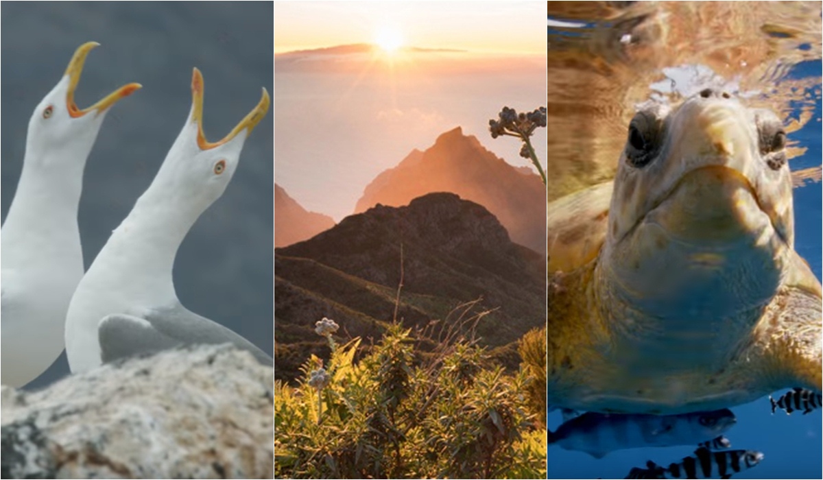 DOCUMENTAL THE CANARY ISLANDS
