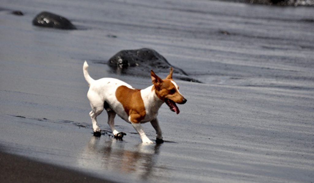 Playa de mascotas en El Confital. DA