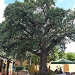 El alcornoque de la finca tiene unos 300 años de antigüedad. S. M.