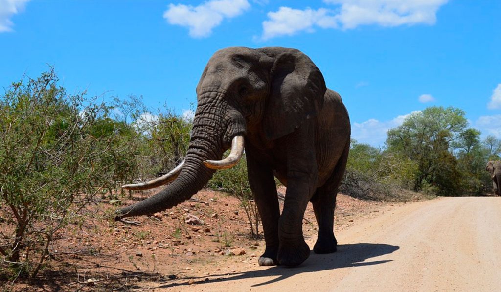 ELEFANTE ARCHIVO