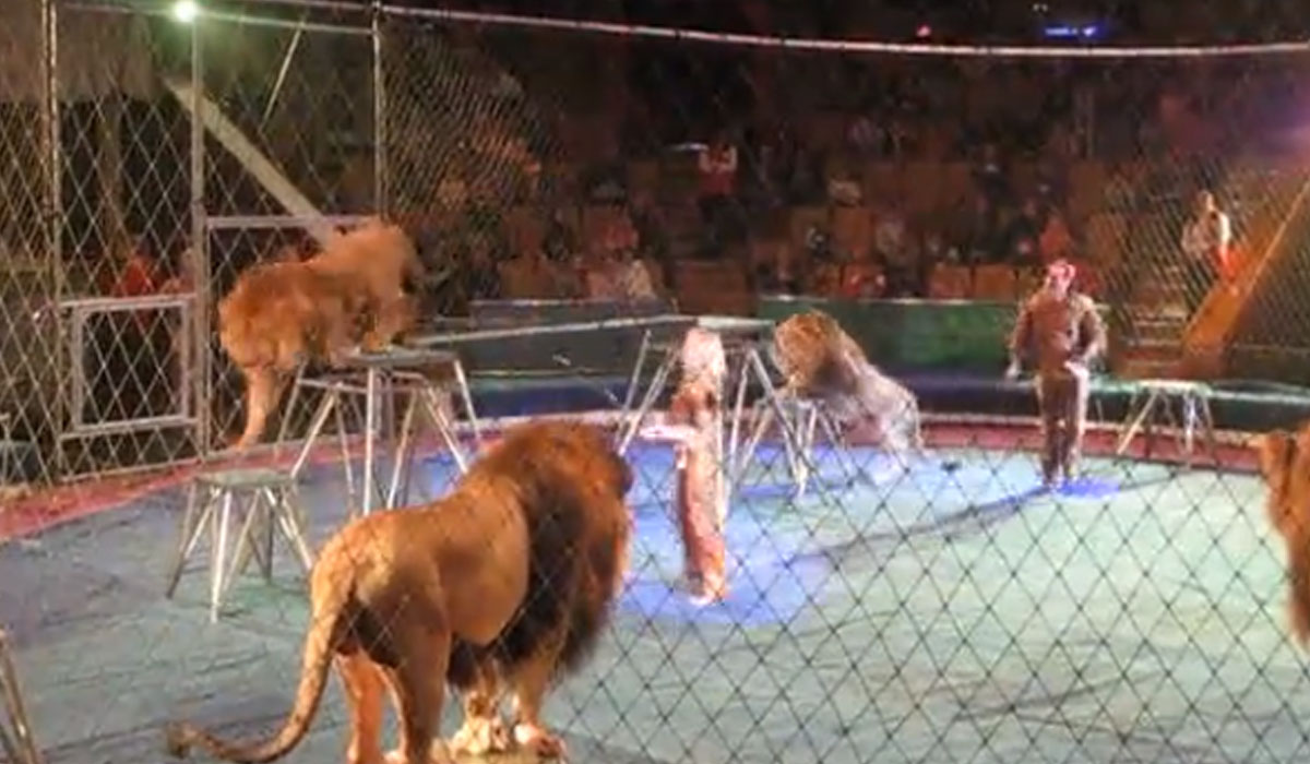 Top 54+ imagen ataques de leones en los circos