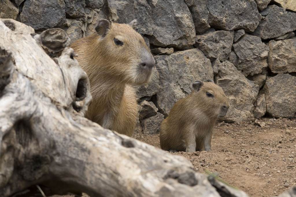 Nace en Tenerife una cría de capibara, el roedor más grande de la naturaleza
