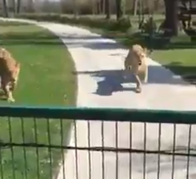 Leones adoptados y donados a un zoo vuelven a ver a su dueña siete años después