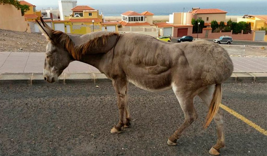 BURRO ABANDONO MORRO JABLE