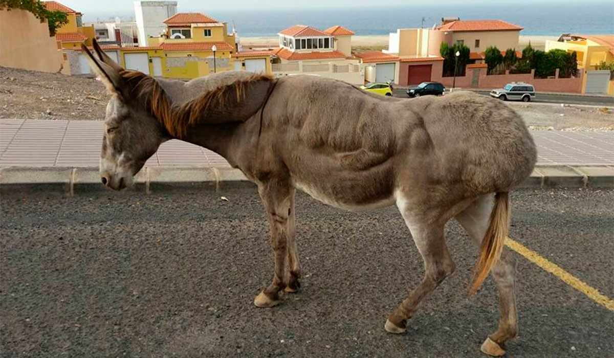 BURRO ABANDONO MORRO JABLE