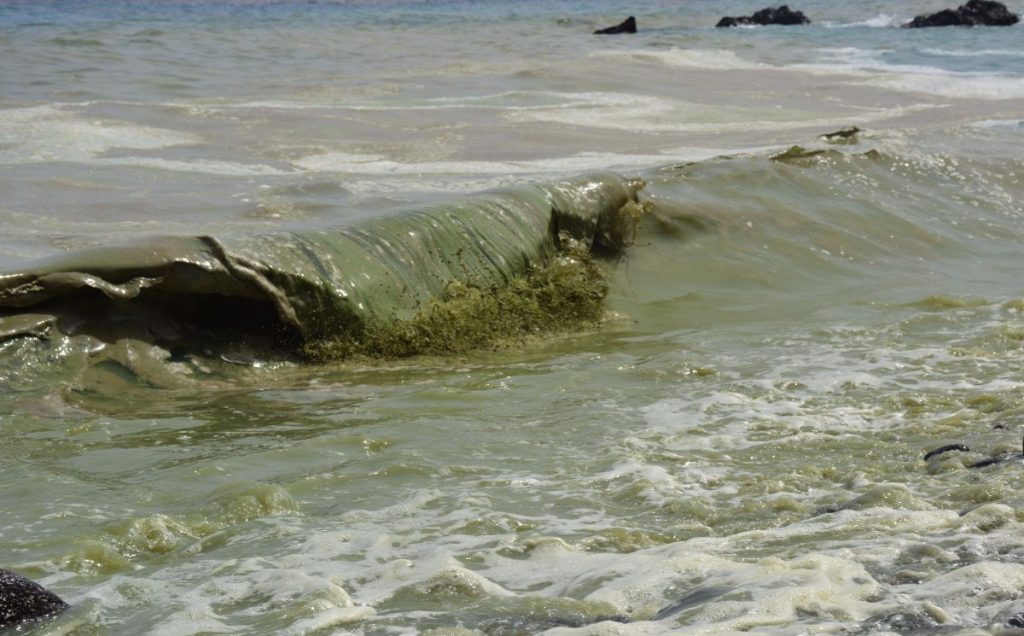 Olas con densas concentraciones de cianobacterias rompiendo en la playa de Cho Vito, en Candelaria, ayer. Juan Jesús González Afonso