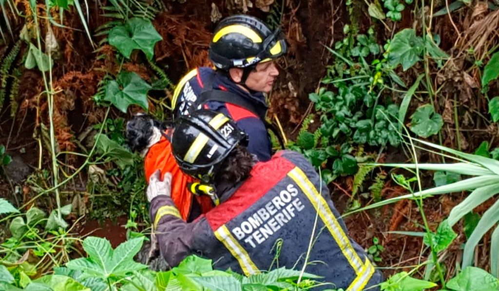 RESCATE PERRO TACORONTE