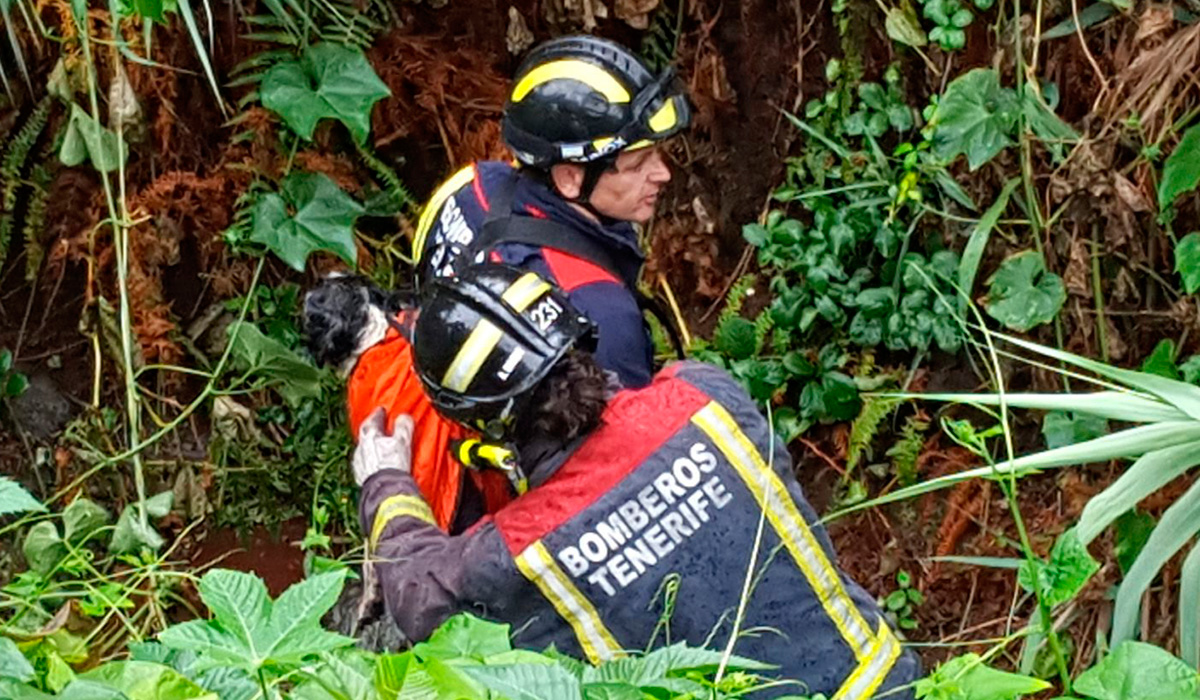 RESCATE PERRO TACORONTE