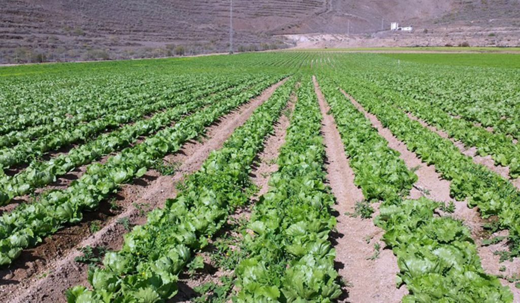 Los agricultores esperan que los anuncios de la Administración se cumplan y que antes de fin de año se abra la desaladora de Fonsalía. DA