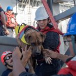 Zeus, unos de los canes rescatadas del velero | Foto: Jonathan Clay/U.S. Navy