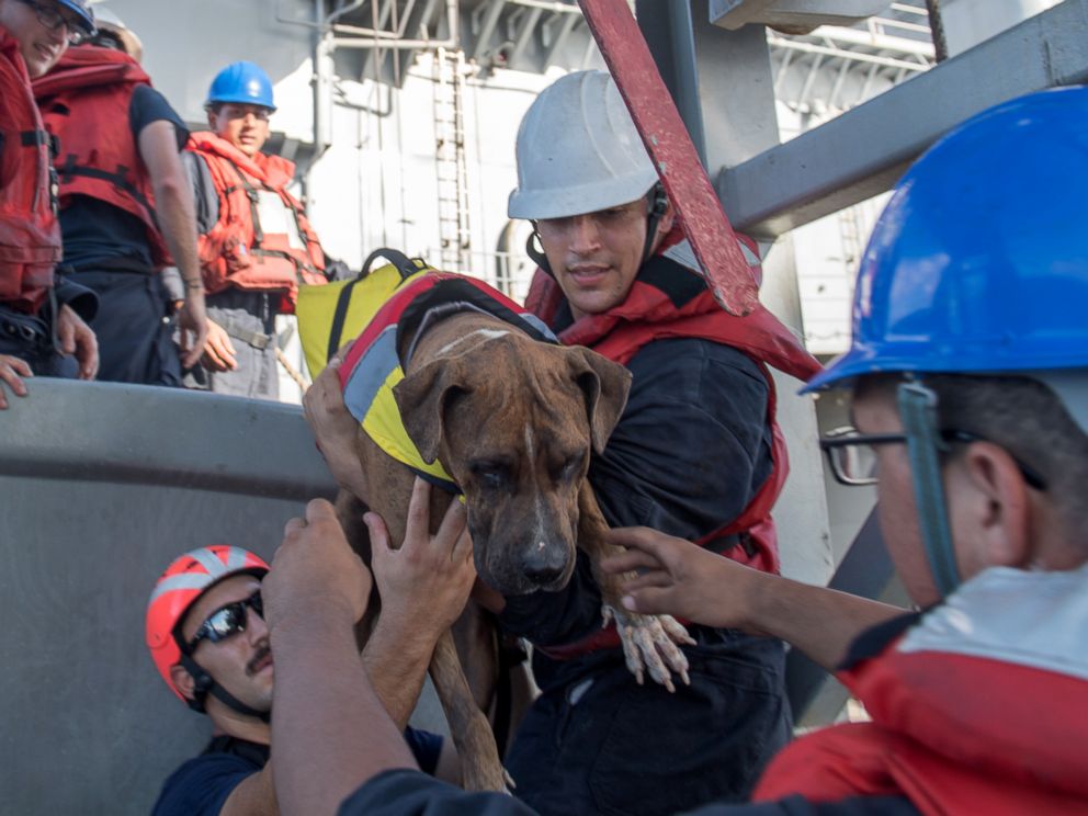 Zeus, unos de los canes rescatadas del velero | Foto: Jonathan Clay/U.S. Navy
