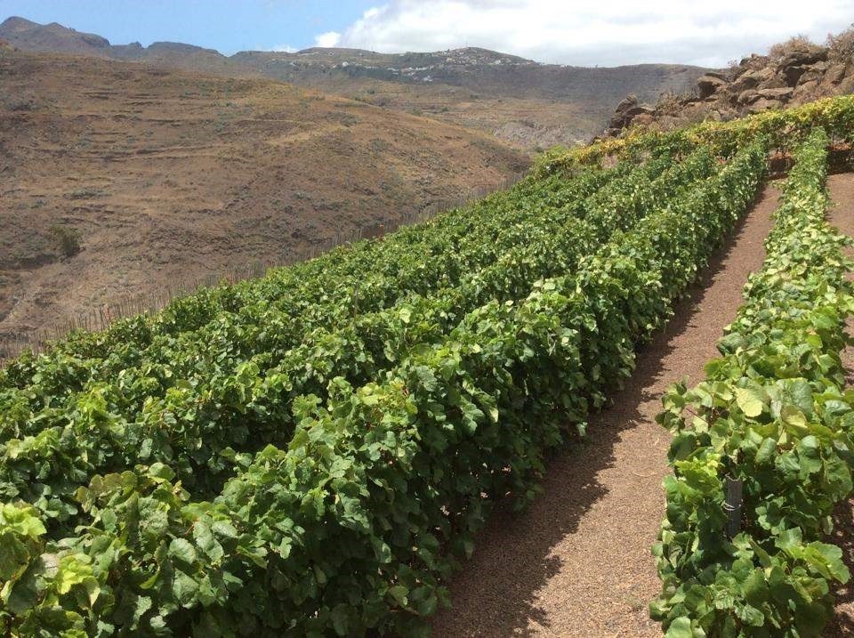 AGRICULTURA