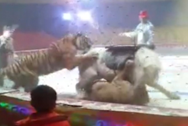Un león y un tigre atacan a un caballo en plena función en un circo