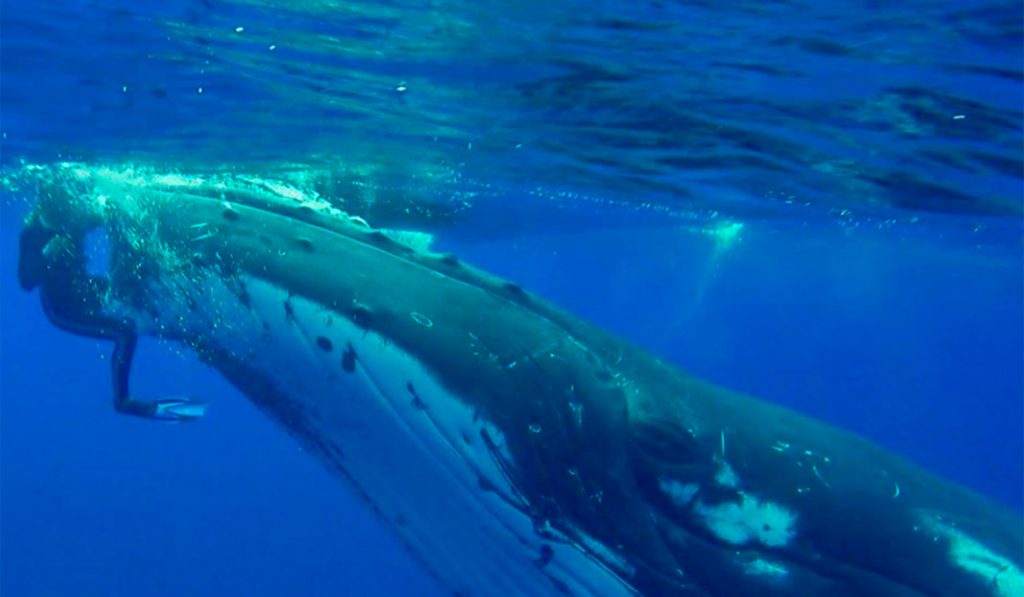 VIDEO BALLENA PROTEGE BUCEADORA TIBURÓN
