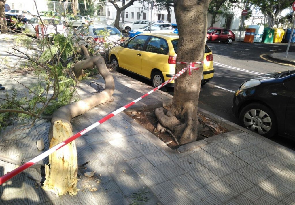 La rama caída. / POLICÍA LOCAL SC