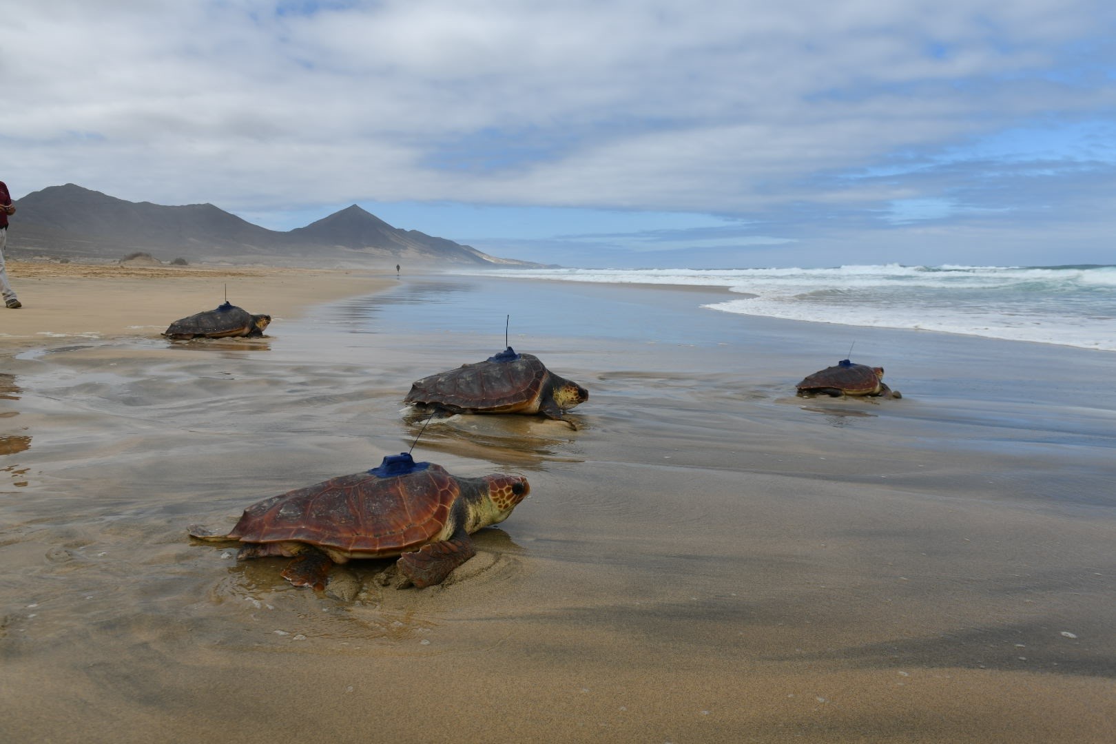 Las tortugas llevan un localizador en su caparazón. | EP