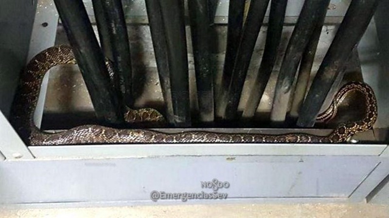 Serpiente capturada en la Feria de Abril de Sevilla. / EP