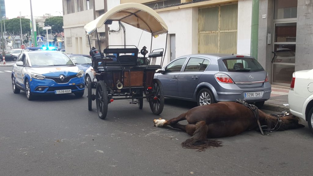 El caballo fallecido en Las Palmas. / POLICÍA LOCAL LAS PALMAS