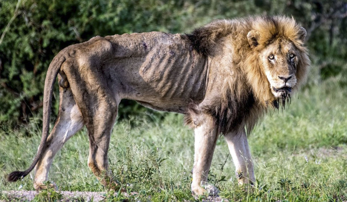 Imágenes desgarradoras muestran la muerte de un león, expulsado de su manada