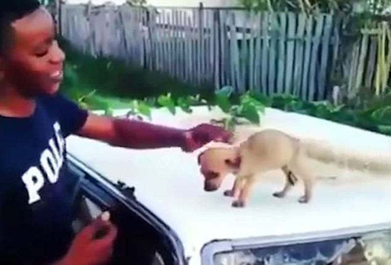 El chico, antes de golpear al cachorro. / DAILY MAIL