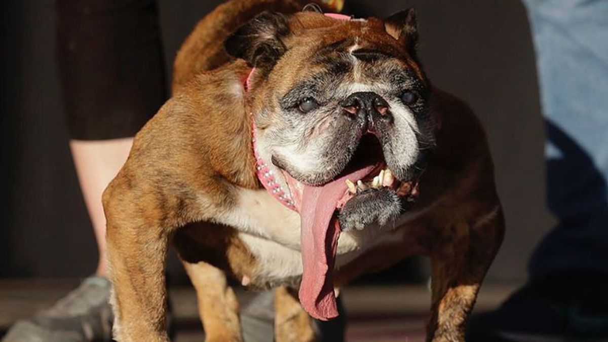 Zsa Zsa, el perro más feo del mundo. / INSTAGRAM
